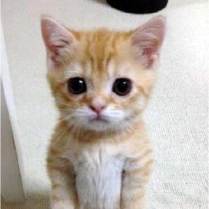 Meet your Posher, Arianna